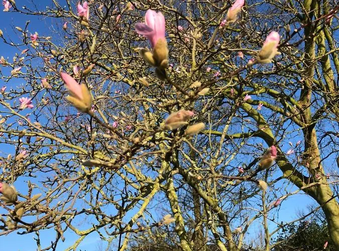 De Nieuwendijk فندق مبيت وإفطار *